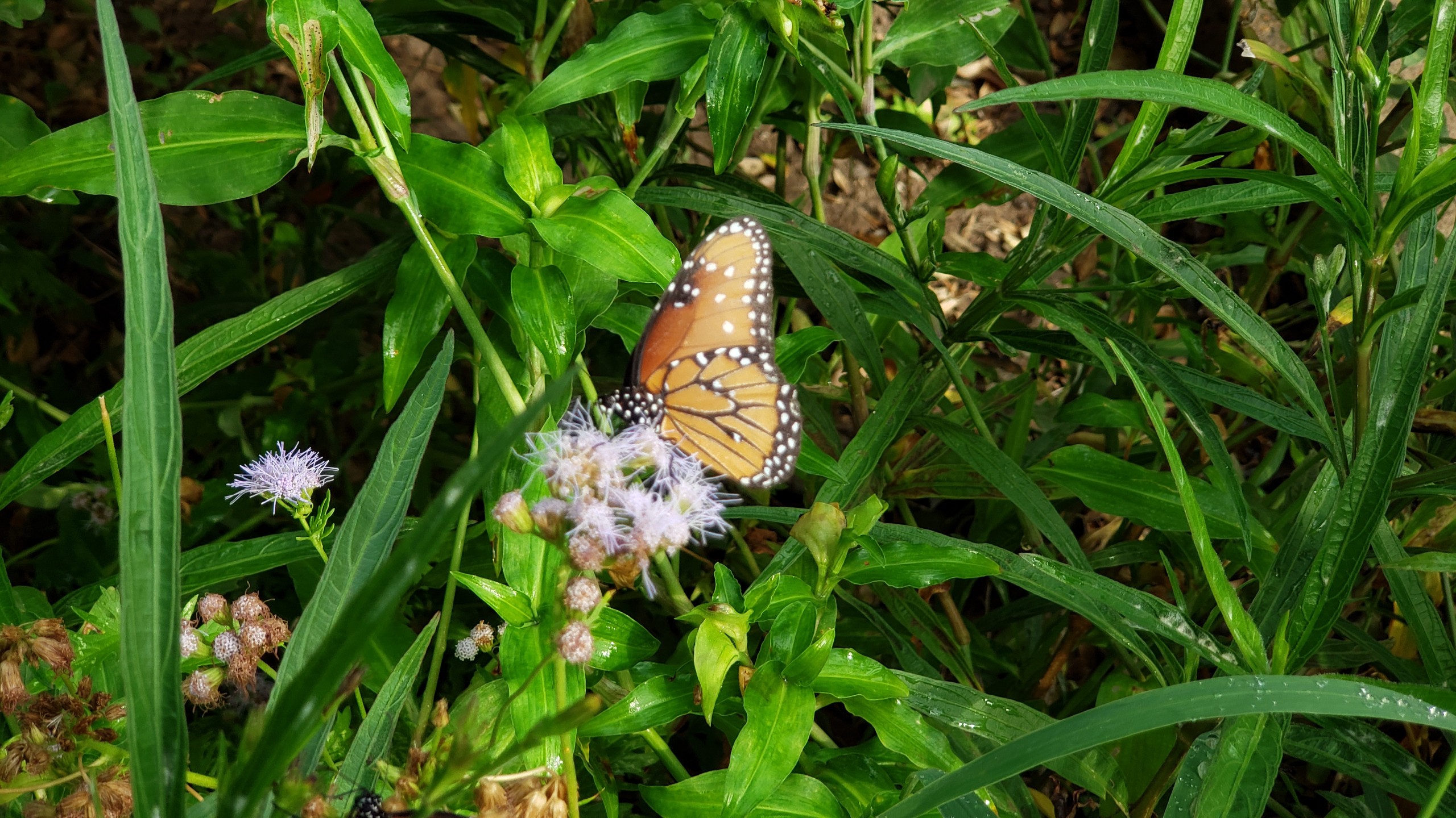 Butterfly kings migrate through Texas