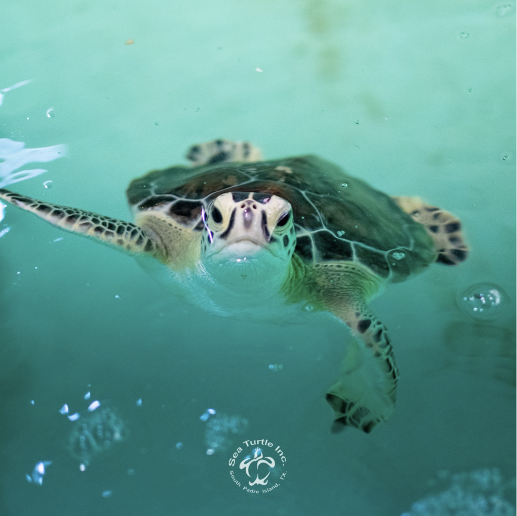 World’s Largest Sea Turtle Hospital Coming to South Padre Island